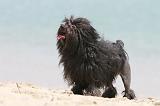 PETIT CHIEN LION 140